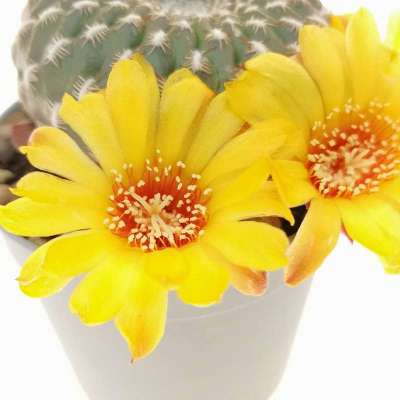 Sulcorebutia arenacea - Giromagi